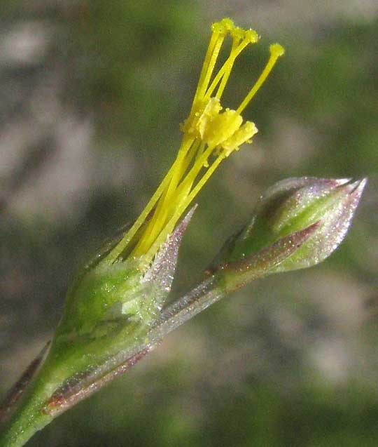 Rock Flax, LINUM RUPESTRE, flower with corolla removed