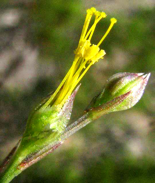 Rock Flax, LINUM RUPESTRE, flower with corolla removed