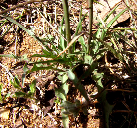 Rocklettuce, PINAROPAPPUS ROSEUS, basal leaves