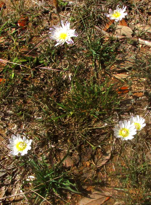 Rocklettuce, PINAROPAPPUS ROSEUS