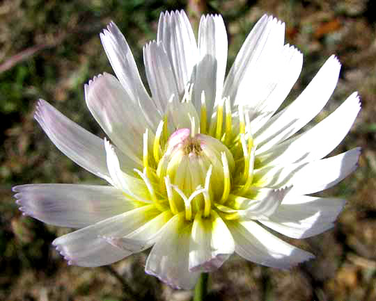 Rocklettuce, PINAROPAPPUS ROSEUS, flower head