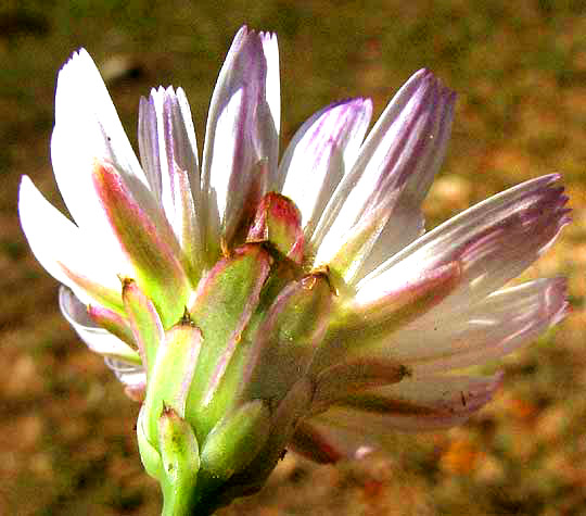 Rocklettuce, PINAROPAPPUS ROSEUS, phyllaries of involucre