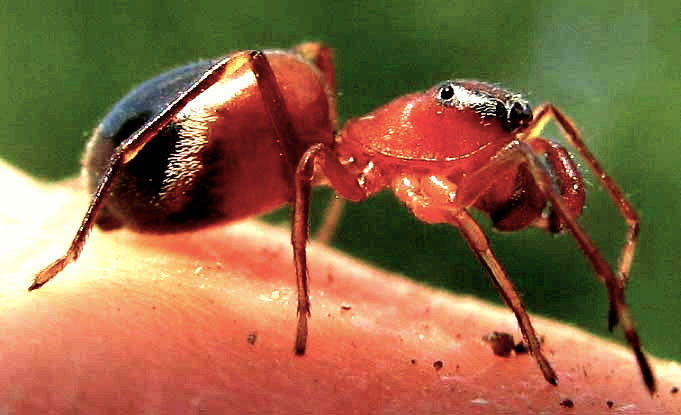 PECKHAMIA AMERICANA, ant-mimicking spider