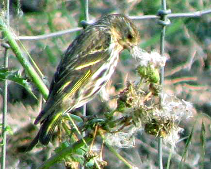 Pine Siskin, SPINUS PINUS, showing yellow in wing