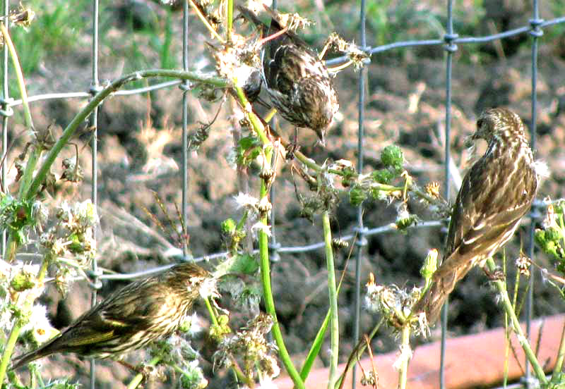 Pine Siskin, SPINUS PINUS, eat Prickly Sow Thistle fruits