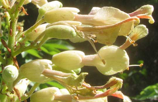 Ohio Buckeye, AESCULUS GLABRA, flowers, side view