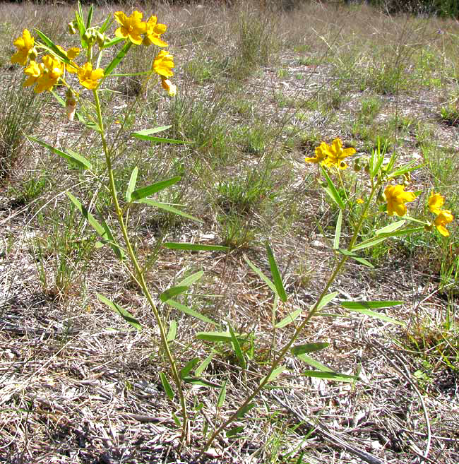 Twoleaf Senna, SENNA ROEMERIANA