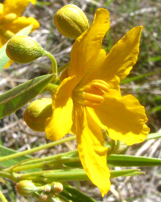 Twoleaf Senna, SENNA ROEMERIANA, flower close-up