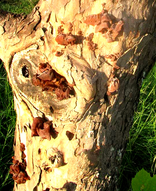 Jelly-ear Fungus, AURICULARIA AURICULA-JUDAE, on dead Sycamore tree