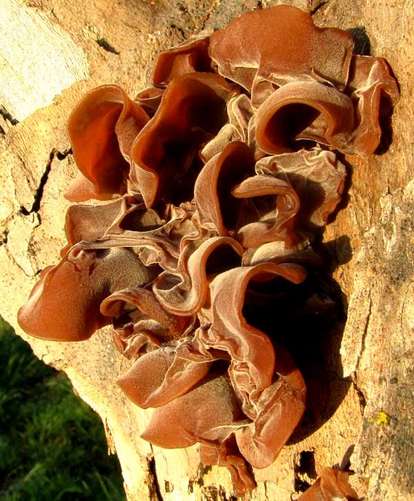 Jelly-ear Fungus, AURICULARIA AURICULA-JUDAE, on Sycamore