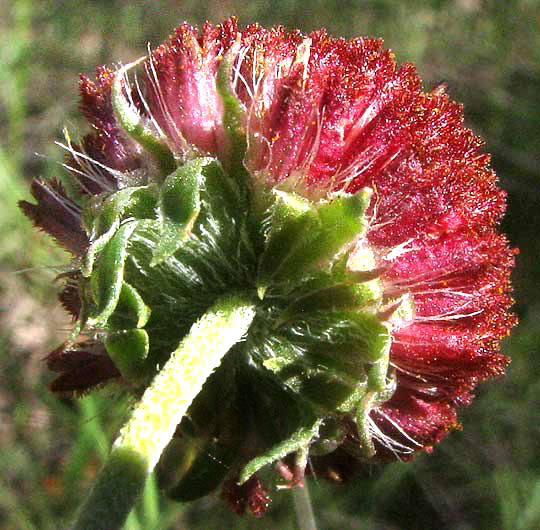 Pincushion Daisy, GAILLARDIA SUAVIS, flowering head