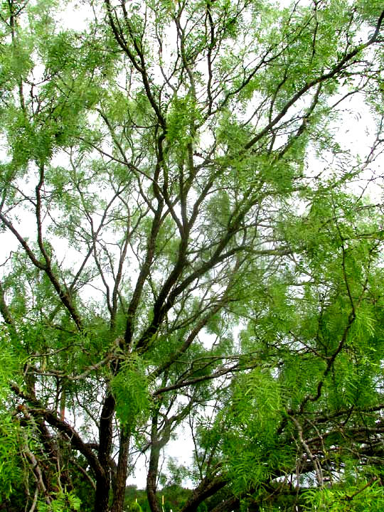 Mesquite, PROSOPIS GLANDULOSA, interior branching