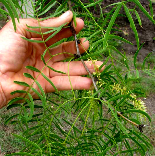 Mesquite, PROSOPIS GLANDULOSA, compound leaf