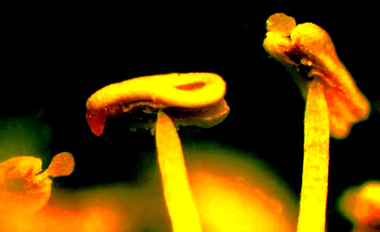 Mesquite, PROSOPIS GLANDULOSA, anther glands