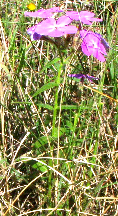 Prairie Phlox or Downy Phlox, PHLOX PILOSA