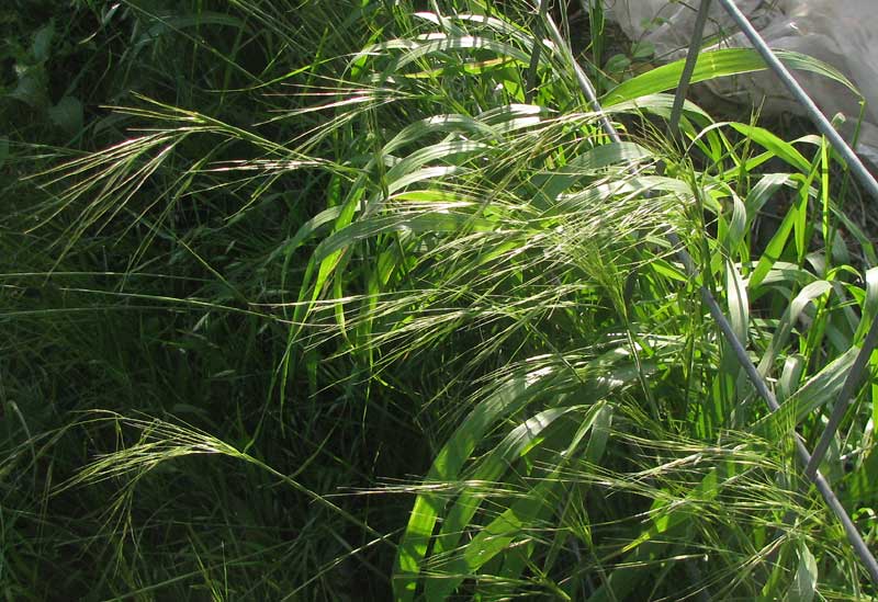 Texas Needlegrass, NASSELLA LEUCOTRICHA