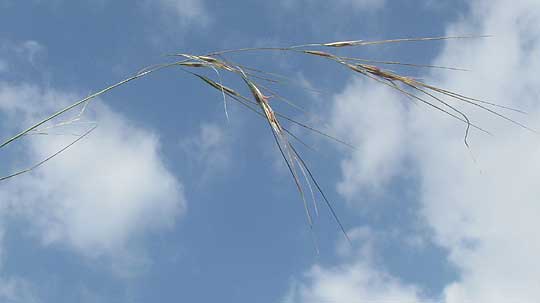 Texas Needlegrass, NASSELLA LEUCOTRICHA, inflorescence