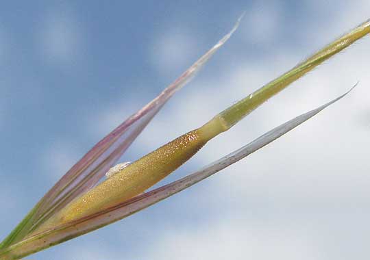 Texas Needlegrass, NASSELLA LEUCOTRICHA, spikelet