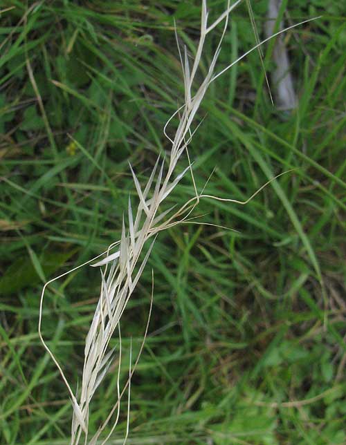 Texas Needlegrass, NASSELLA LEUCOTRICHA, mature plant with bent awns