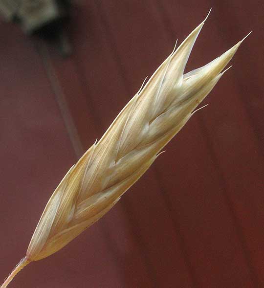 Rescuegrass, BROMUS CATHARTICUS, spikelet close-up