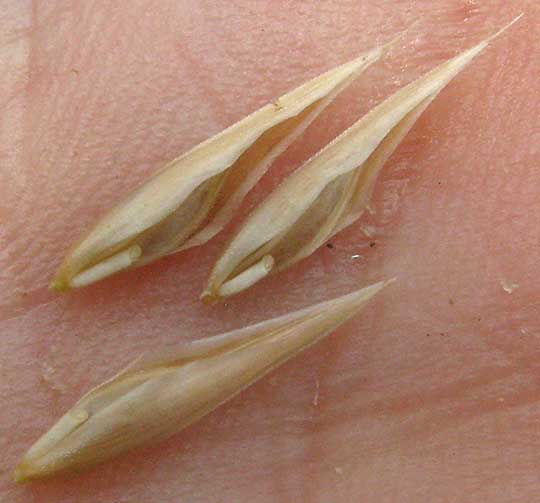 Rescuegrass, BROMUS CATHARTICUS, florets in hand