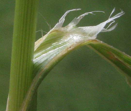 Rescuegrass, BROMUS CATHARTICUS, ligule