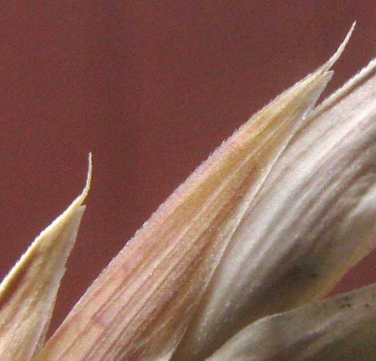 Rescuegrass, BROMUS CATHARTICUS, floret tips showing awns arising from inside notched tips of lemmas