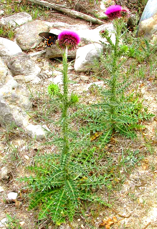 Nodding Thistle, CARDUUS NUTANS