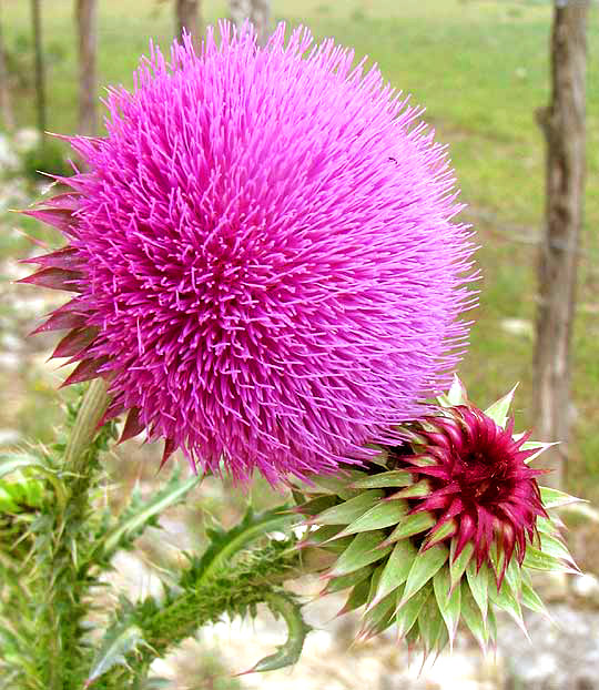 Nodding Thistle, CARDUUS NUTANS, mature flowering head