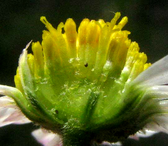 Lazy Daisy, APHANOSTEPHUS RIDDELLII, section of head