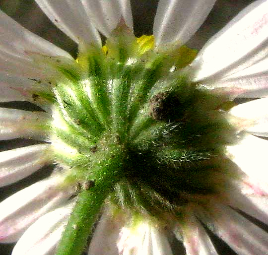 Lazy Daisy, APHANOSTEPHUS RIDDELLII, involucre