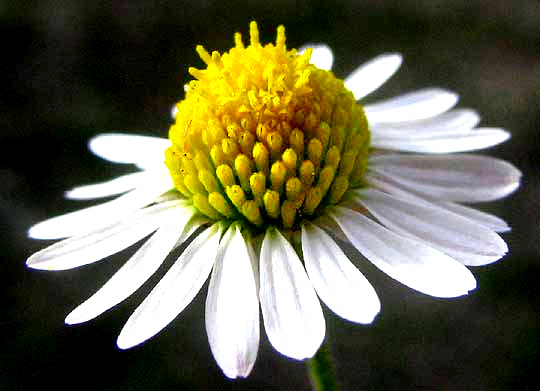 Lazy Daisy, APHANOSTEPHUS RIDDELLII, close-up of head