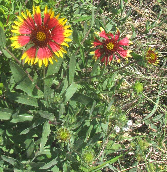 Indian Blanket, GAILLARDIA PULCHELLA