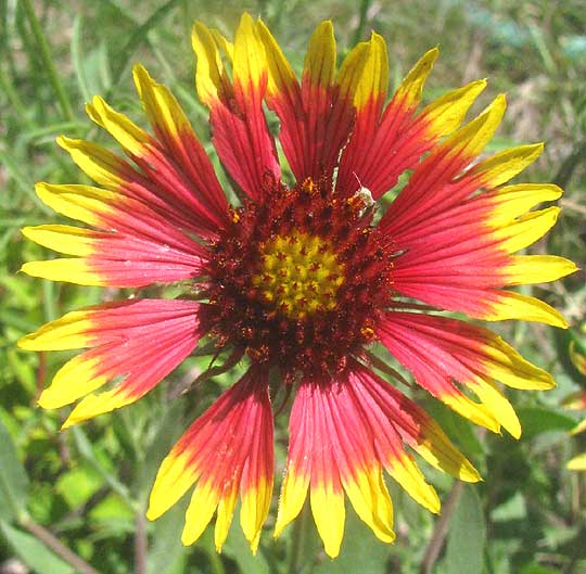 Indian Blanket, GAILLARDIA PULCHELLA, head close-up