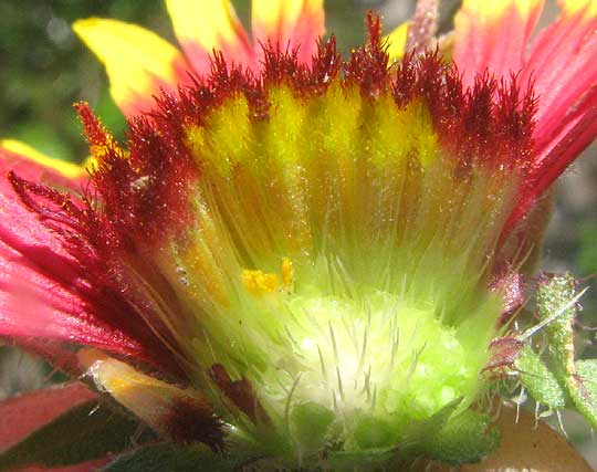 Indian Blanket, GAILLARDIA PULCHELLA, section of flowering head showing setae on receptacle