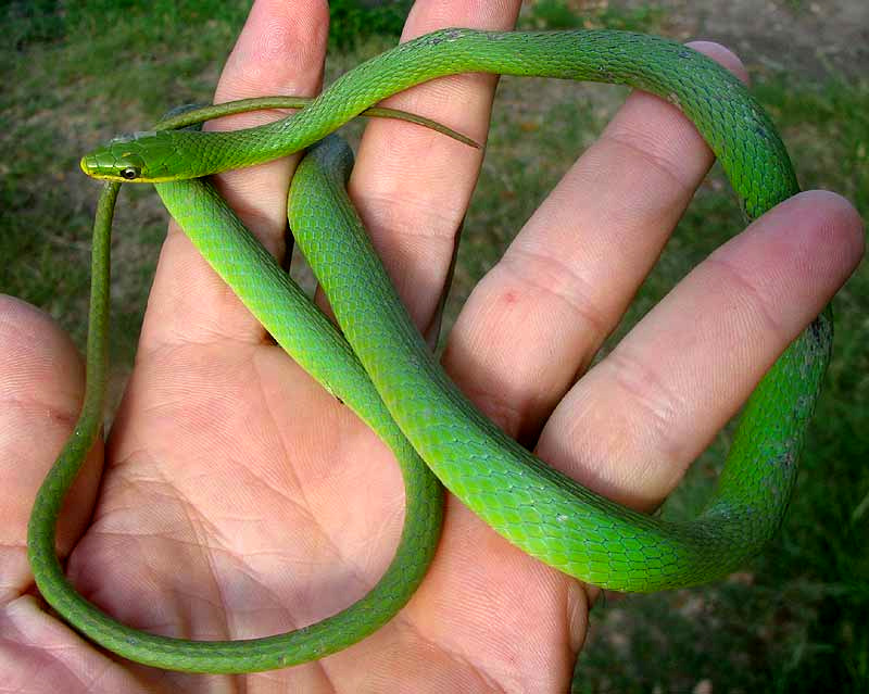 Rough Green Snake, OPHEODRYS AESTIVUS