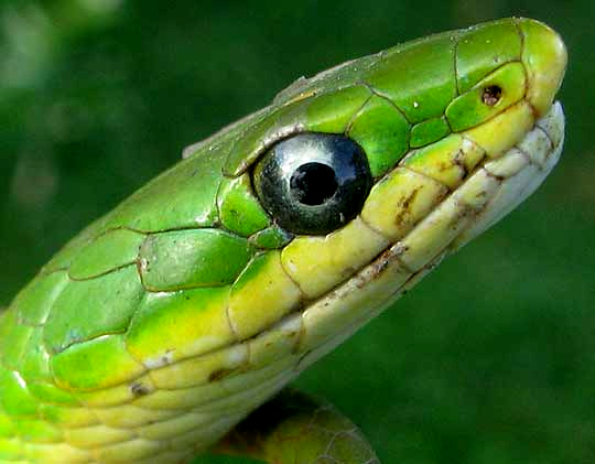 Rough Green Snake, OPHEODRYS AESTIVUS, close-up of head
