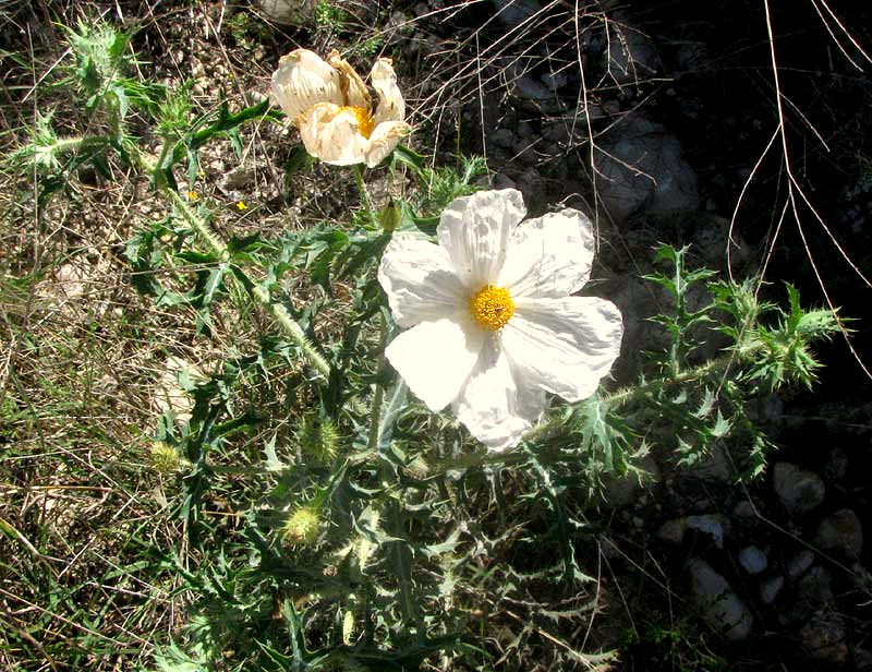 Texas Prickly Poppies, ARGEMONE AURANTIACA, flowering plant