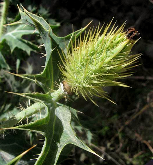 Texas Prickly Poppies, ARGEMONE AURANTIACA, prickly developing ovary