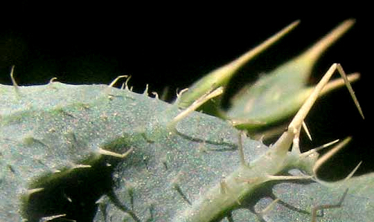 Texas Prickly Poppies, ARGEMONE AURANTIACA, spines beneath leaves