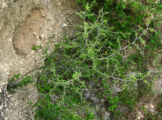 Hog Plum, COLUBRINA TEXENSIS