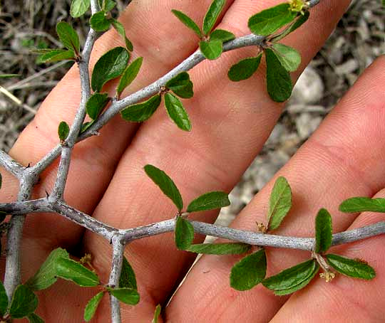 Hog Plum, COLUBRINA TEXENSIS, leaves and stem close-up