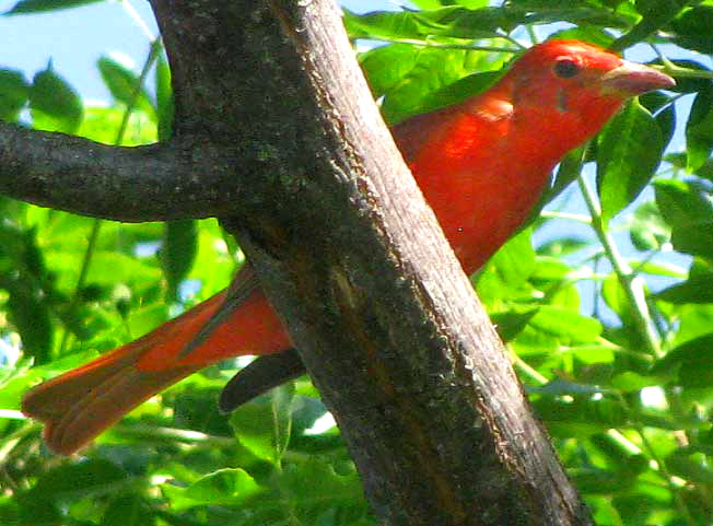 Summer Tanager, PIRANGA RUBRA, male