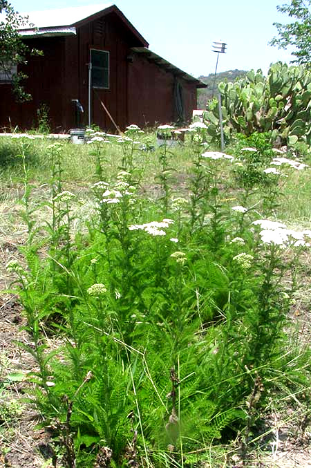 Yarrow, ACHILLEA MILLEFOLIUM