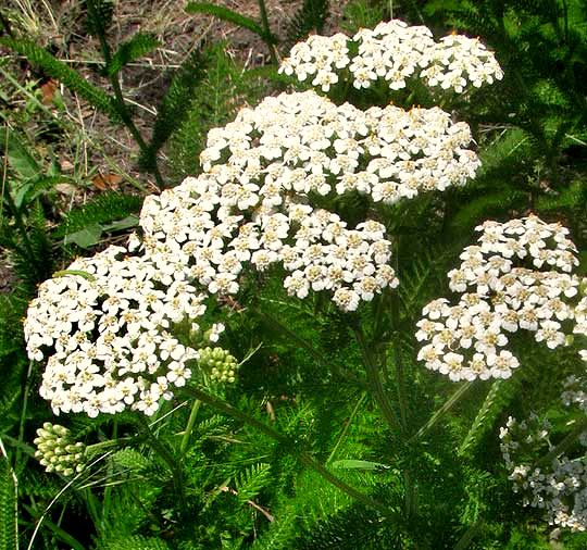 Yarrow, ACHILLEA MILLEFOLIUM, close-up of corymbs