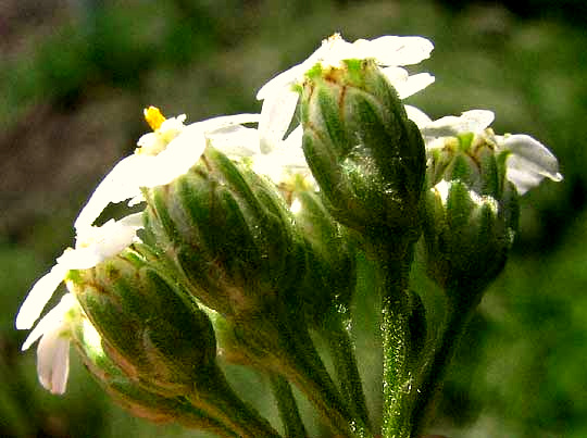 Yarrow, ACHILLEA MILLEFOLIUM, close-up of head