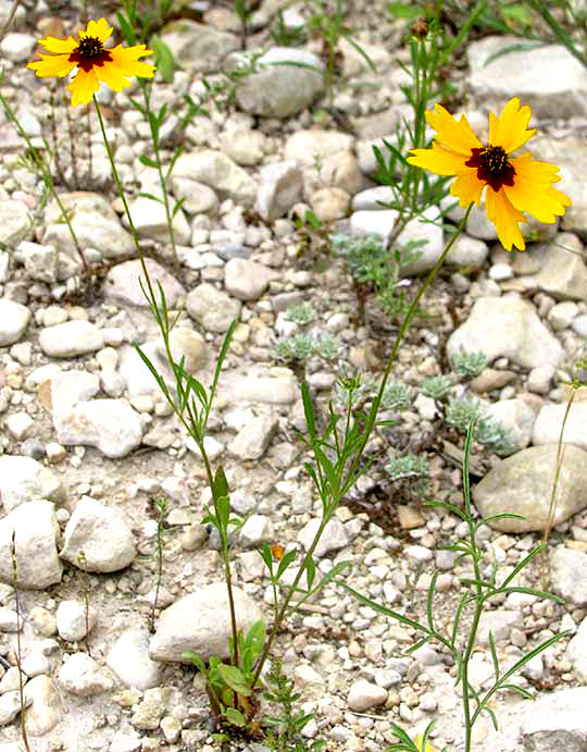 Goldenmane, COREOPSIS BASALIS