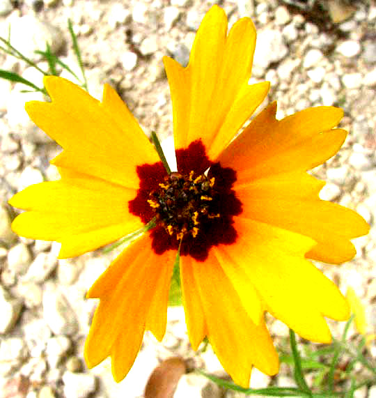 Goldenmane, COREOPSIS BASALIS, close-up of head