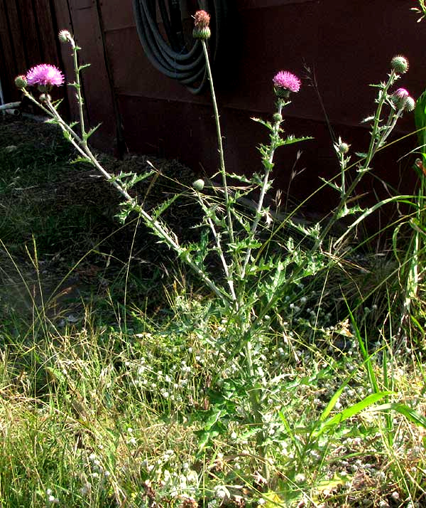 Texas Thistle, CIRSIUM TEXANUM