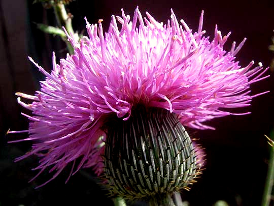 Texas Thistle, CIRSIUM TEXANUM, flower head showing phyllaries